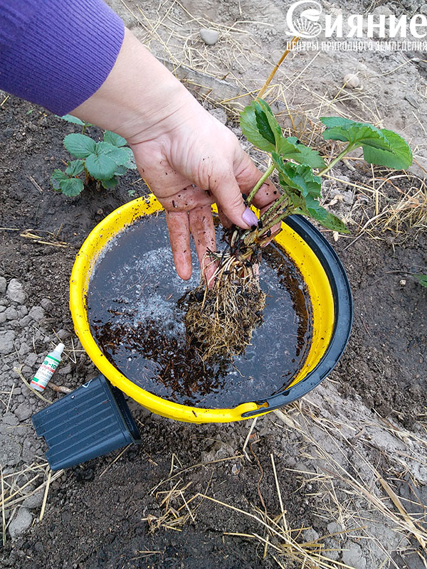 teplaia-griadka-9.jpg teplaia-griadka-9.jpg