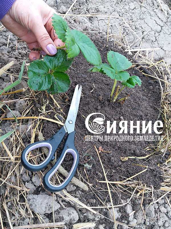 teplaia-griadka-14.jpg teplaia-griadka-14.jpg