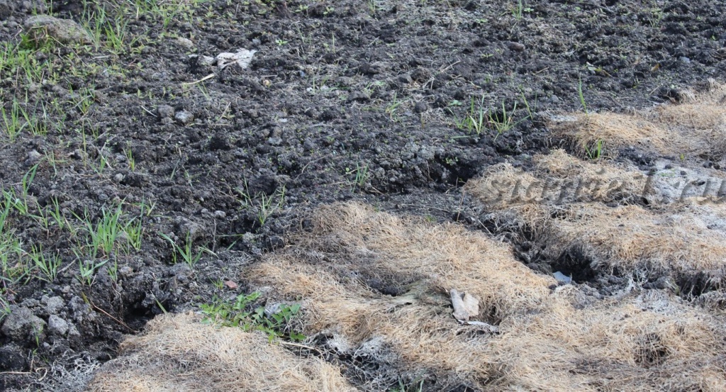 викоовсяная весной.jpg