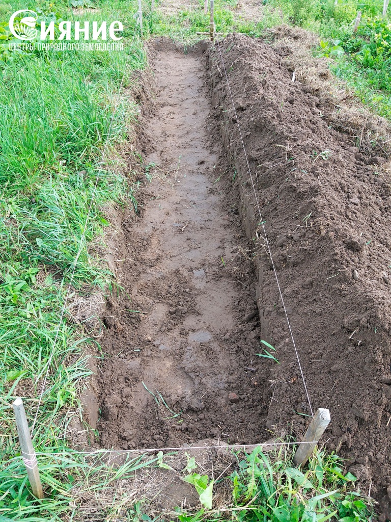 Тёплая грядка Тёплая грядка