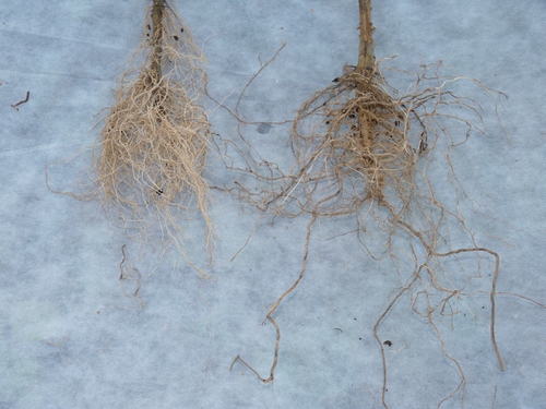 tomat15.jpg tomat15.jpg