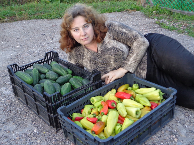 выращивание перцев.jpg