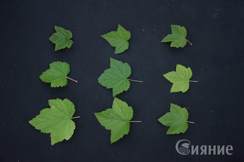 Ягодные кустарники23.jpg