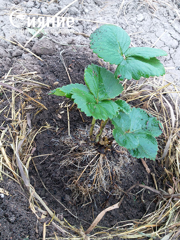 teplaia-griadka-10.jpg teplaia-griadka-10.jpg