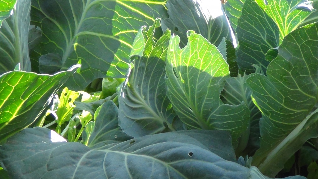 Капуста Изъеденна.JPG