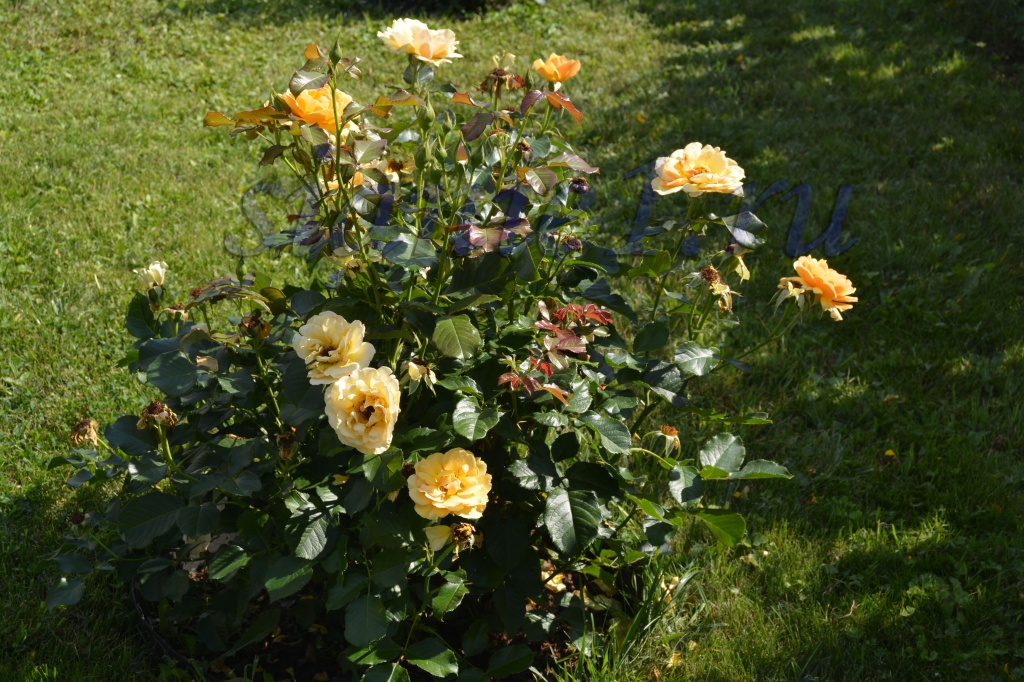 DSC_0014.jpg DSC_0014.jpg