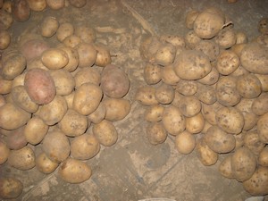 vrediteli-7.jpg vrediteli-7.jpg