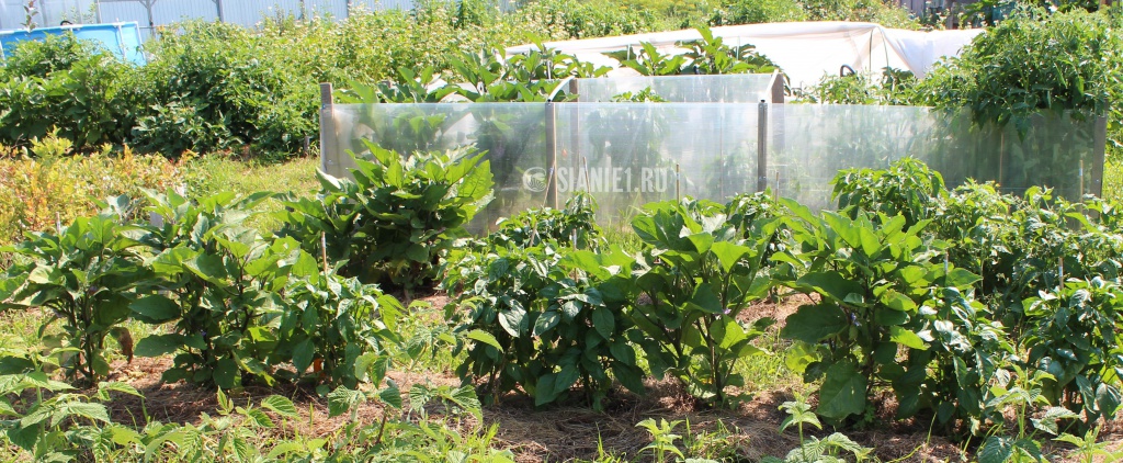 Любое укрытие от ветра создаёт лучшие условия для роста баклажан. Баклажаны под ветрозащитой и укрывным материалом ( на заднем плане) больше в два раза баклажан, растущих в обычных условиях.jpg 5.jpg