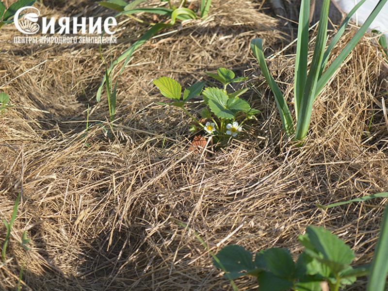 teplaia-griadka-22.jpg teplaia-griadka-22.jpg