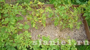 kartofel-10.JPG