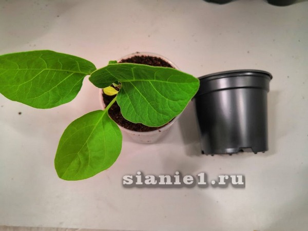 IMG_20190417_224948.jpg