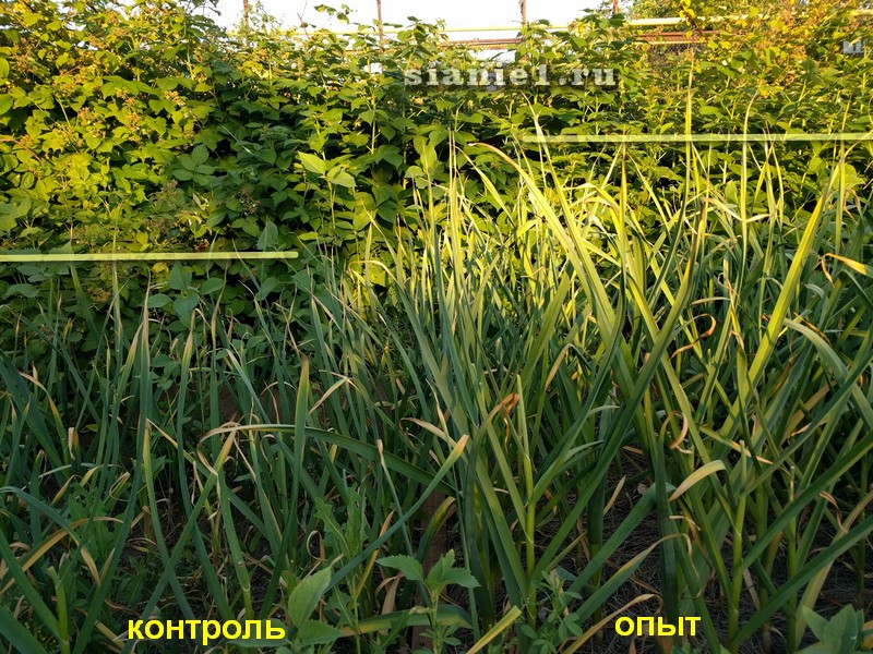 перо жухнет.jpg