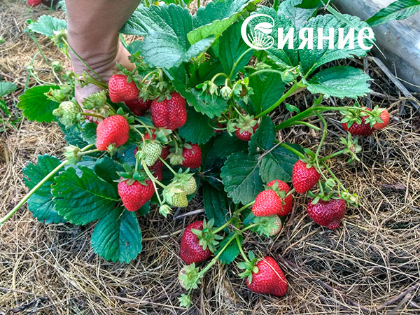 teplaia-griadka-26.jpg teplaia-griadka-26.jpg