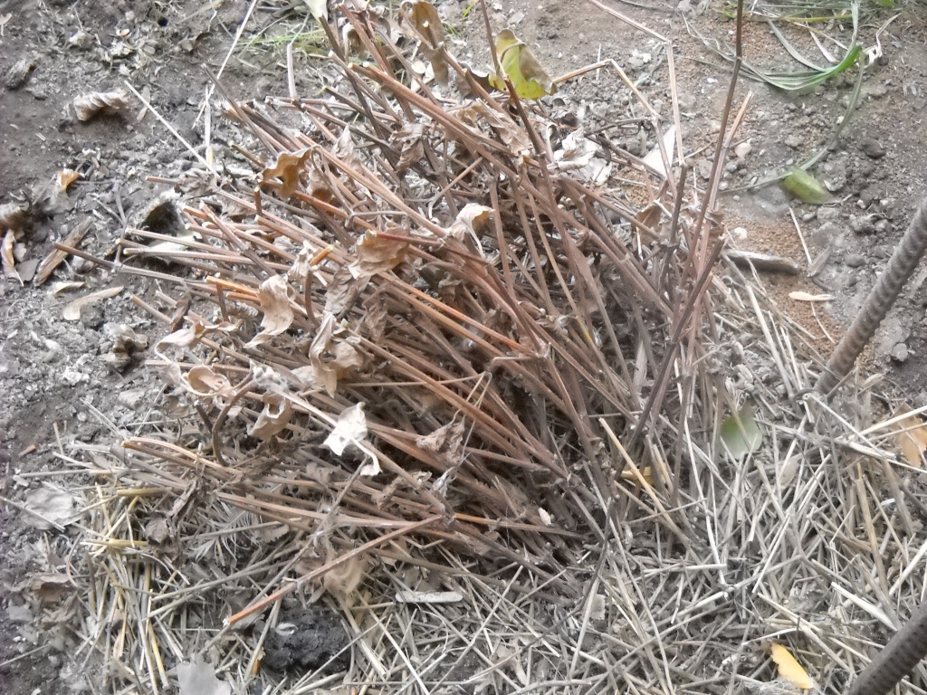DSCN7854.JPG