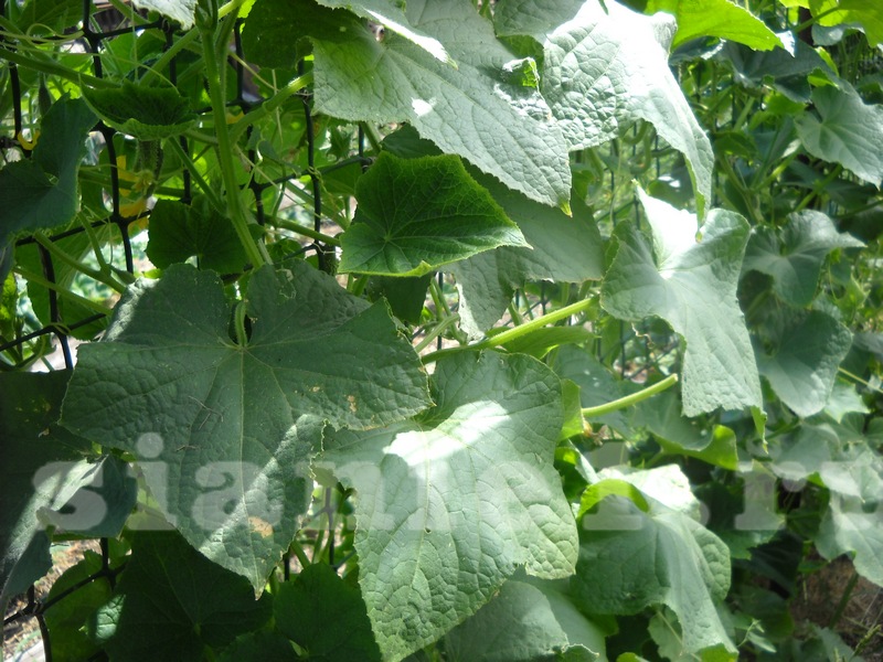 Под навесом.JPG