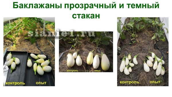 Актобе опыты Москв.jpg