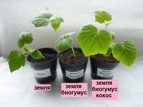 rassada3.JPG