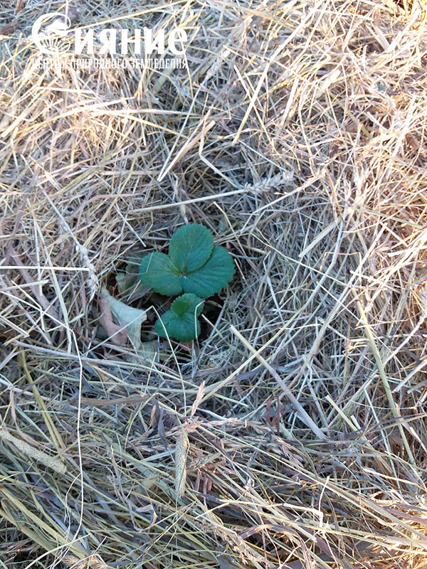 teplaia-griadka-18.jpg teplaia-griadka-18.jpg