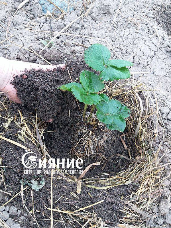 teplaia-griadka-11.jpg teplaia-griadka-11.jpg