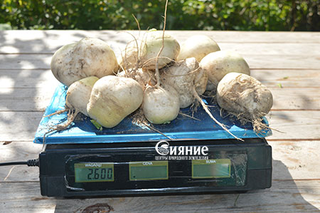 daikon11.jpg