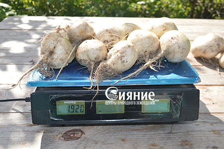 daikon10.jpg