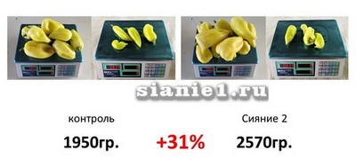 весы.jpg