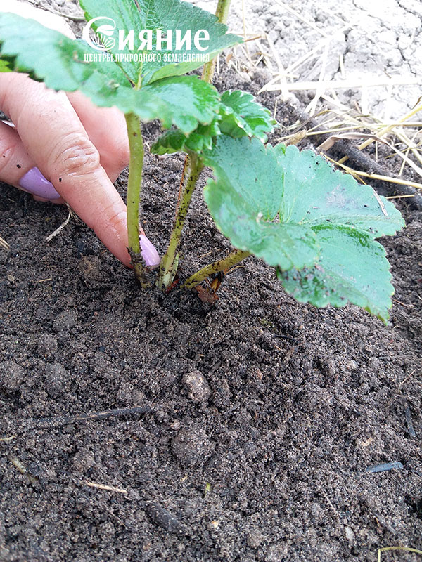 teplaia-griadka-13.jpg teplaia-griadka-13.jpg