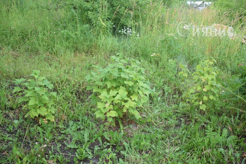 Ягодные кустарники14.jpg