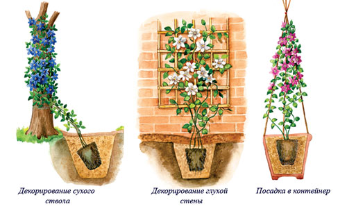 klematis-6.jpg klematis-6.jpg