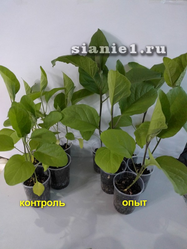 рассада контроль опыт