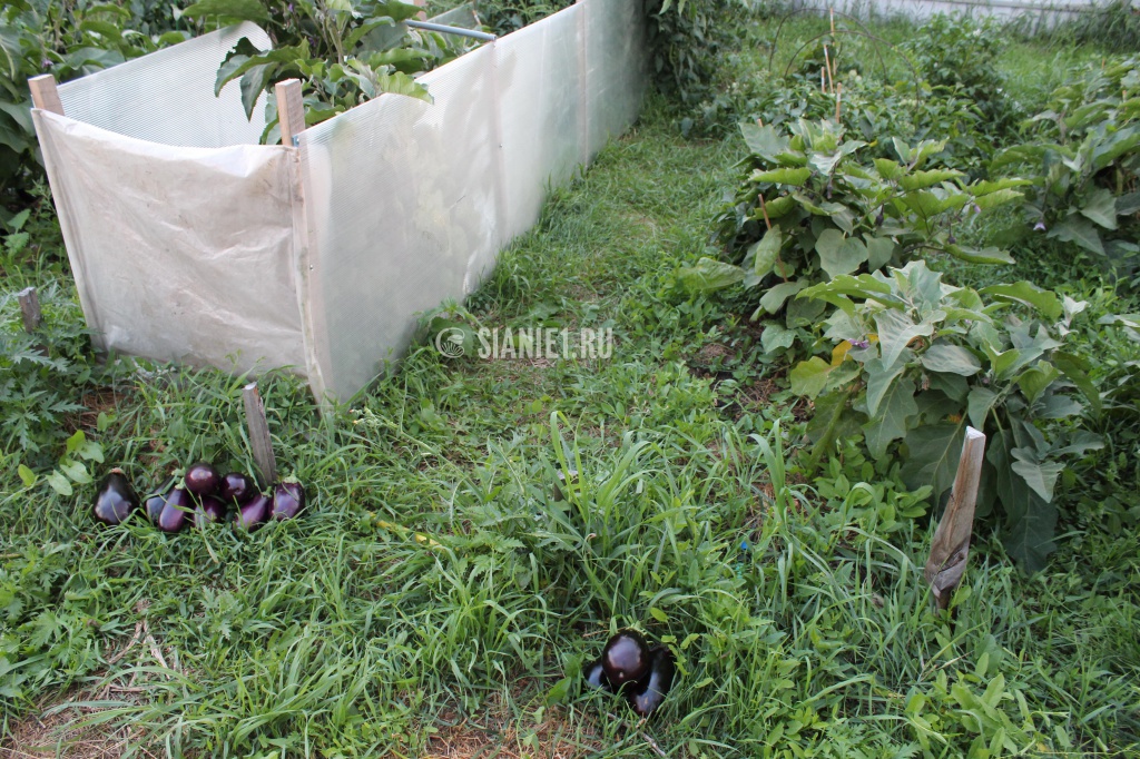 Урожайность баклажан под ветрозащитой (слева) выше. Август 2016г. Первый сбор.jpg 9.jpg
