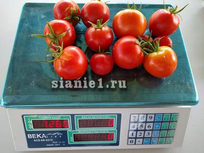 1260 гр..jpg