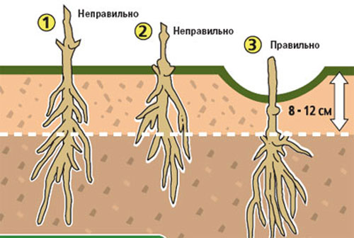 Посадка 1.jpg Посадка 1.jpg