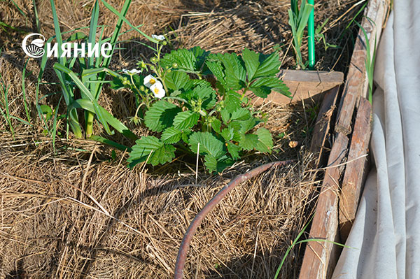 teplaia-griadka-23.jpg teplaia-griadka-23.jpg