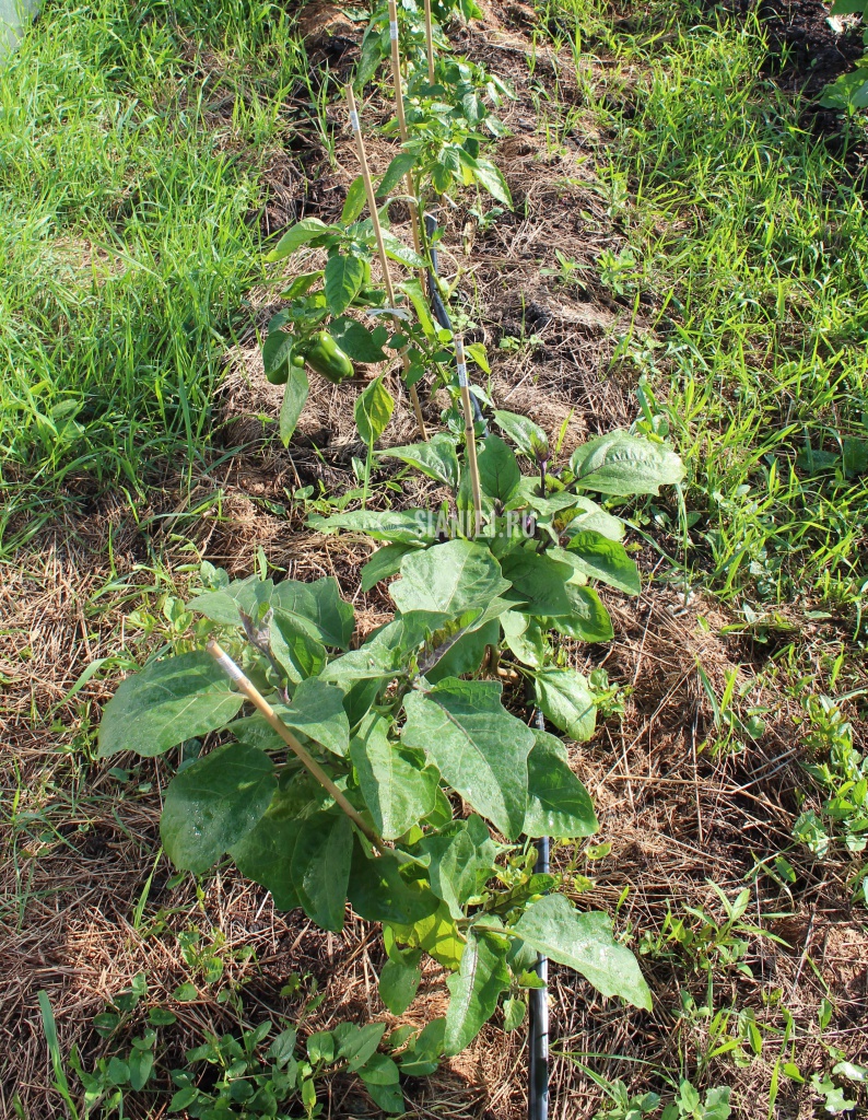 Баклажаны и перцы на контрольной грядке без ветрозащиты.Июнь 2016jpg 2.jpg