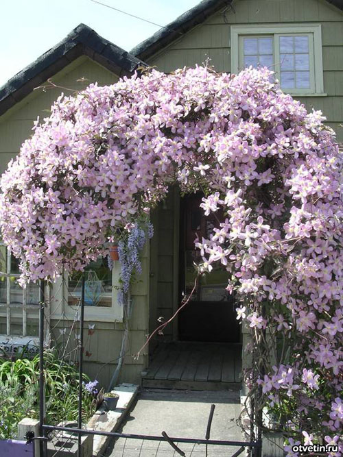 klematis-8.jpg klematis-8.jpg