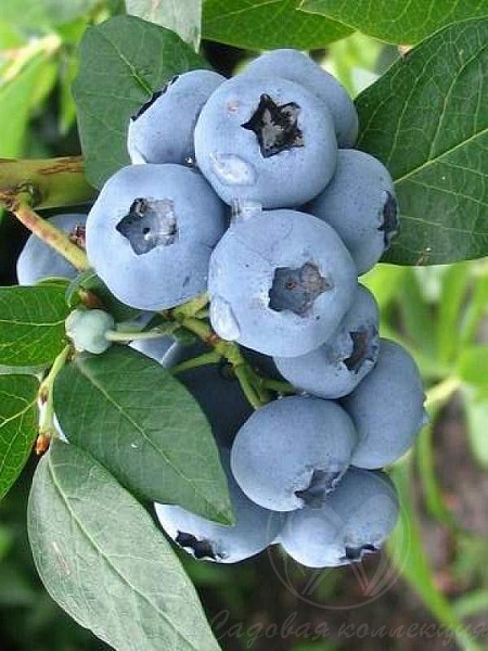 Bluegold (Голубика)