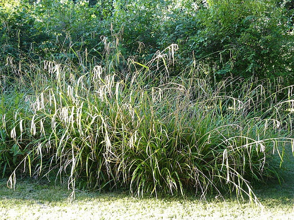 Carex pendula (Осока)