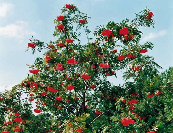 Businka (Рябина)
