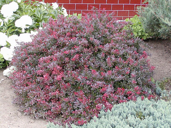 Atropurpurea Nana (Барбарис)