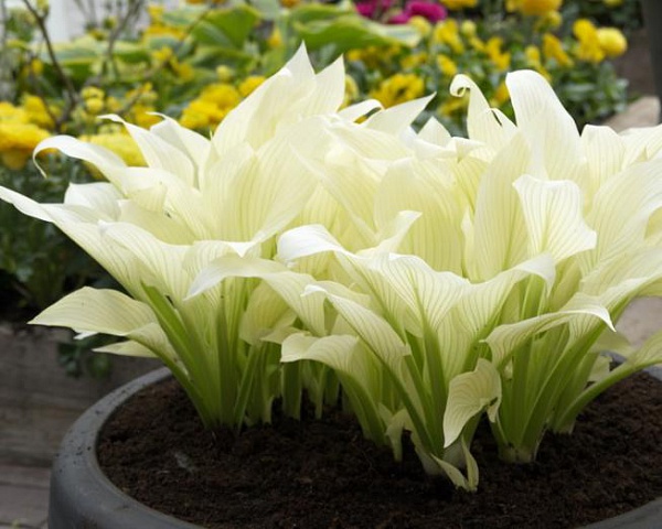  White feather (Хоста)