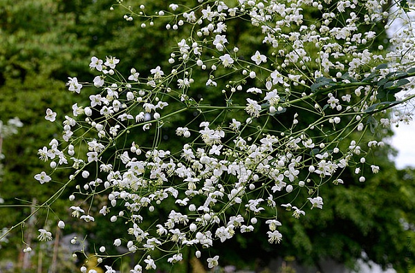 'Splendide White (Василистник)