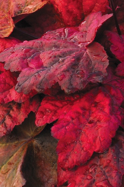Autumn Leaves (Гейхера)