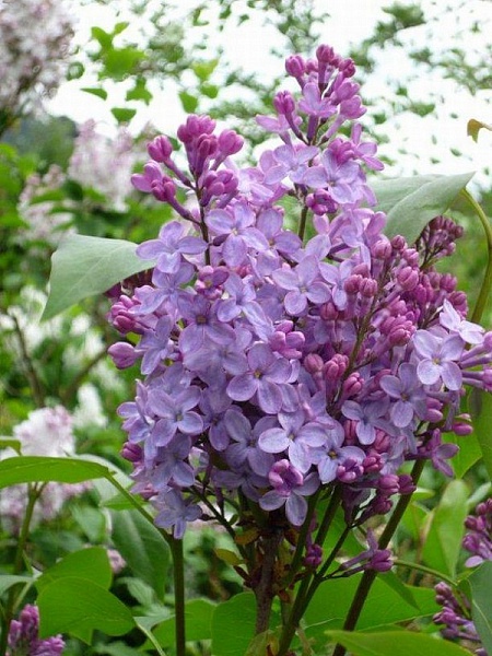 Amethyst \ Аметист (Сирень) 