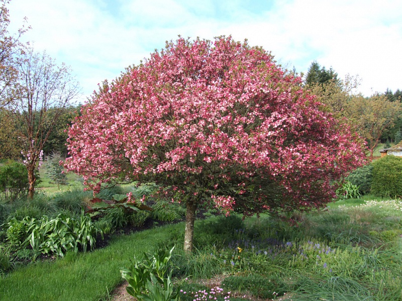 Pendula (Акация)