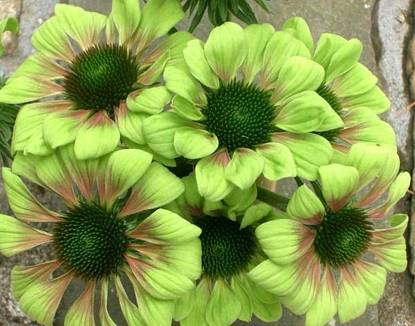 Green Envy (Эхинацея)