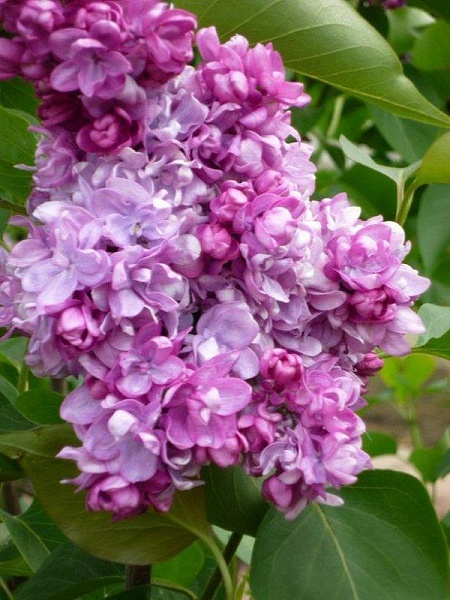 Addie Tischler \ Эдди Тишлер (Сирень)