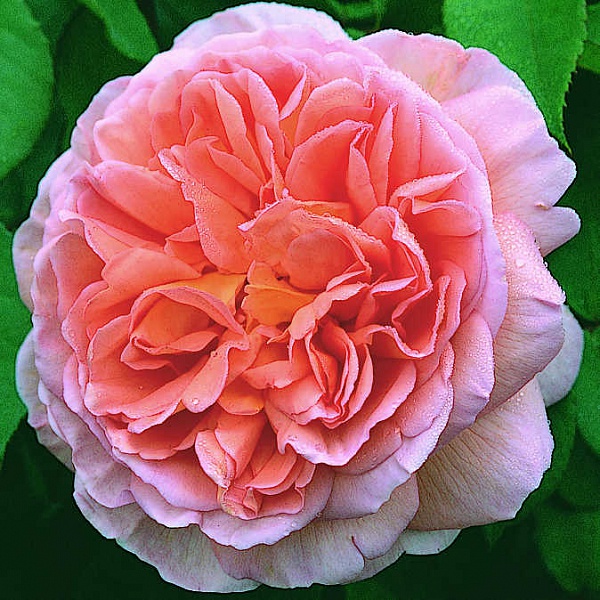 Abraham Darby \ Абрахам Дэрби